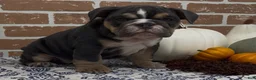 English Bulldog dogs for sale: Hazel - Ad 3