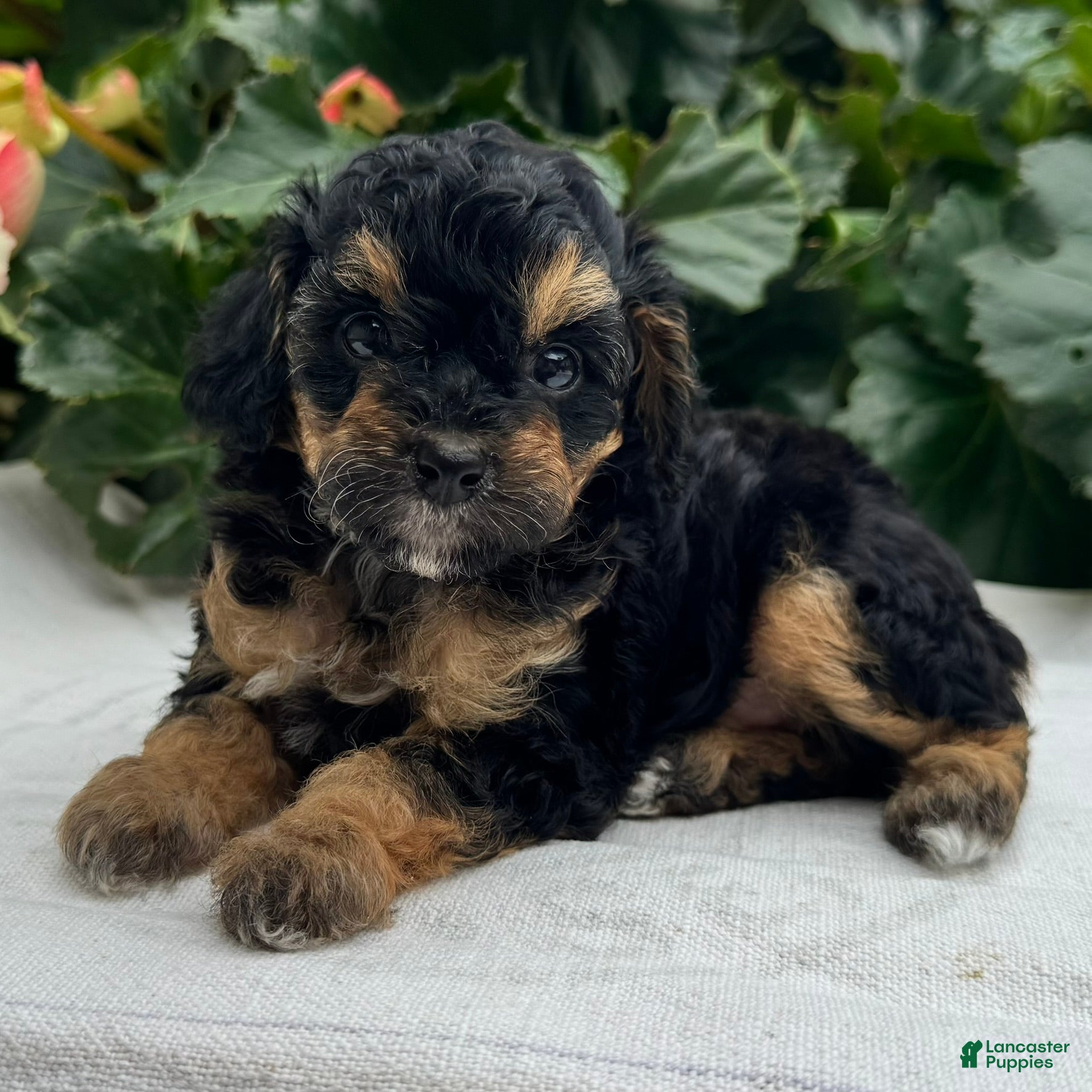 Miniature Poodle dogs Faith - Ad 1