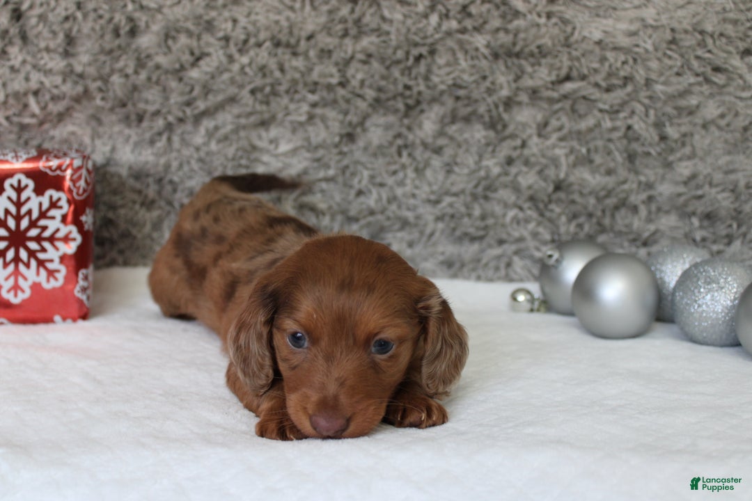 Miniature Dachshund dogs for sale: Shepard - Ad 9