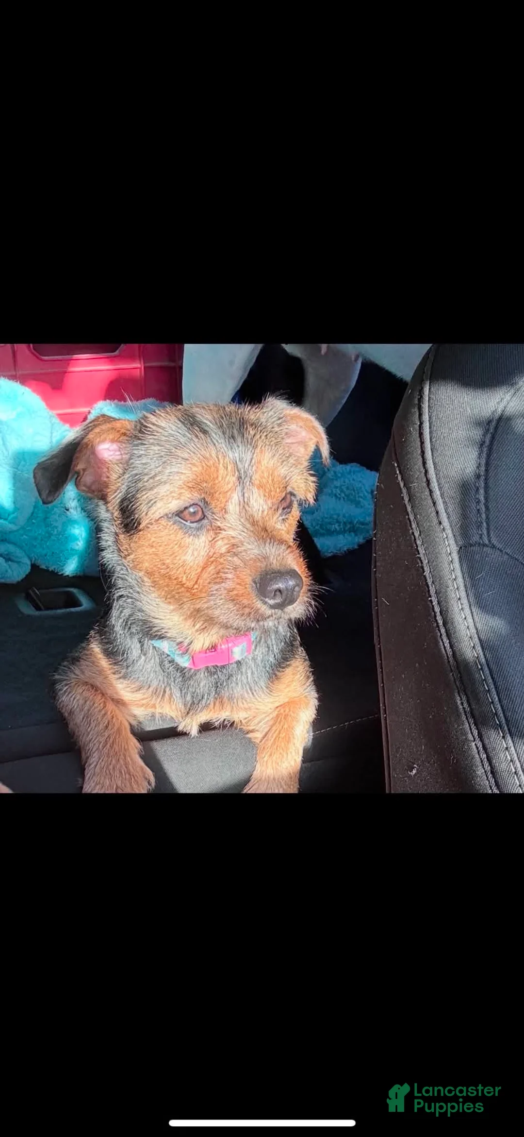 Mixed Breed dogs for sale: Mixed Breed 1 - Ad 5