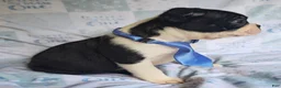 Boston Terrier dogs for sale: Chance - Ad 7