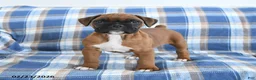 Boxer dogs for sale: Charlotte - Ad 1