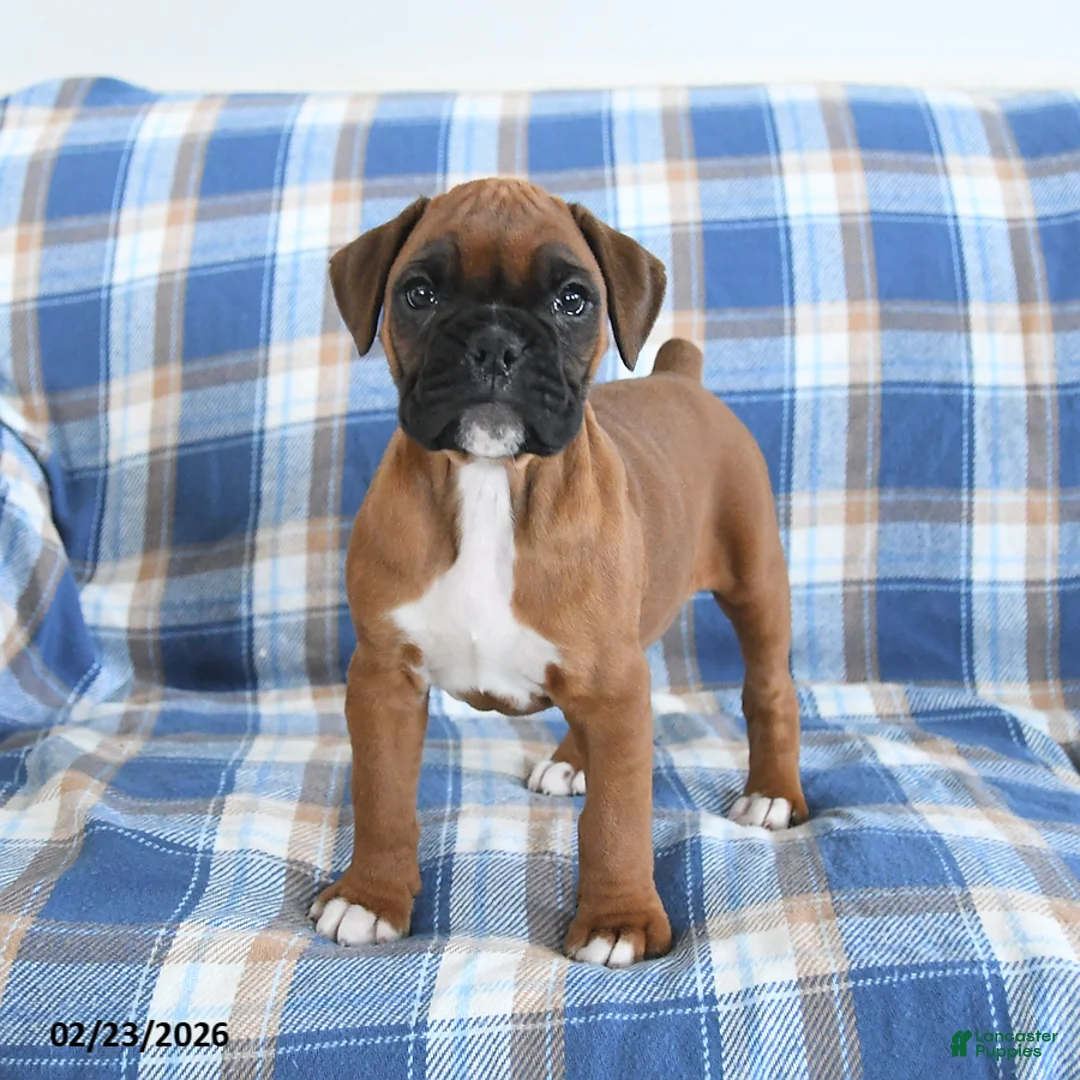 Boxer dogs for sale: Charlotte - Ad 1