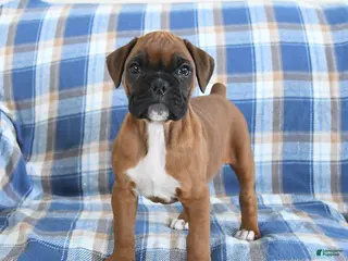 Boxer dogs for sale: Charlotte - Ad 1