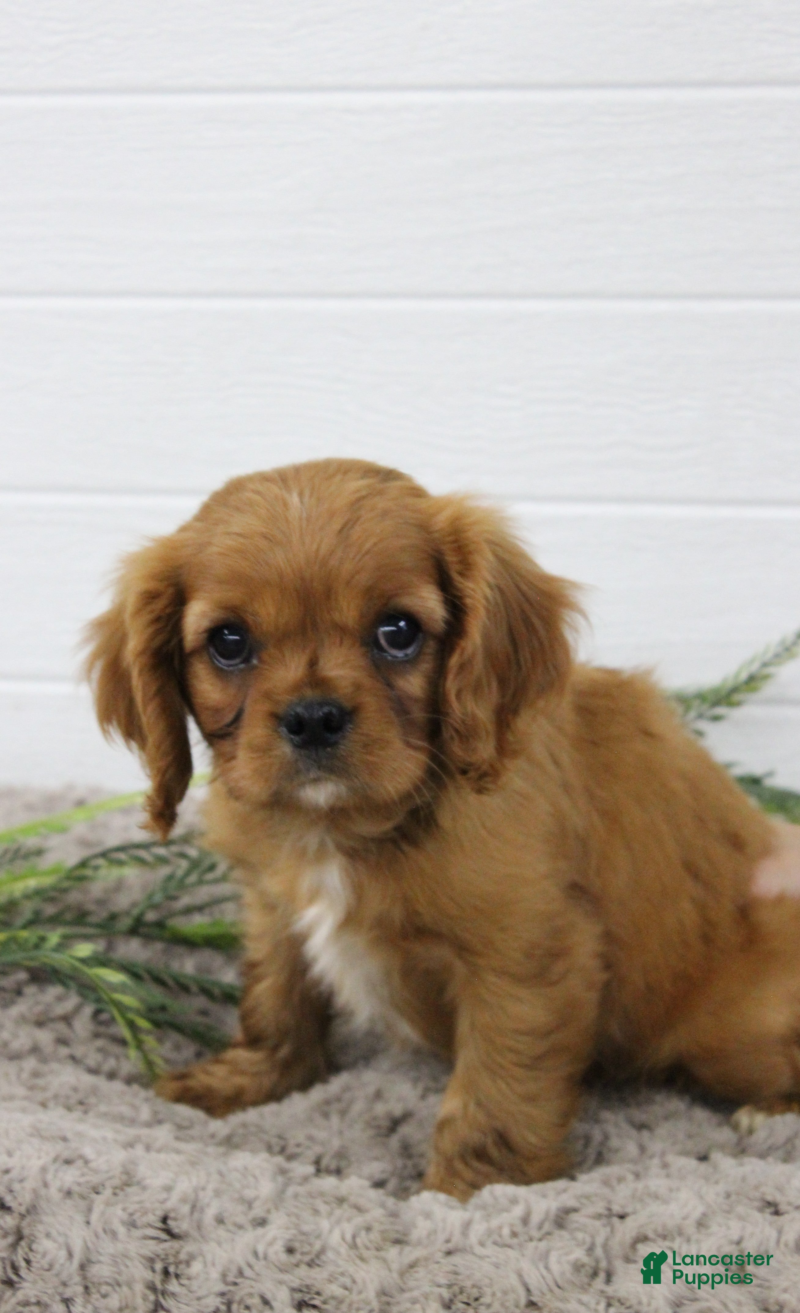 Cavalier King Charles Spaniel dogs for sale: Cavalier King Charles Spaniel 1 - Ad 1