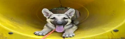 German Shepherd dogs for sale: Daisy - Ad 2