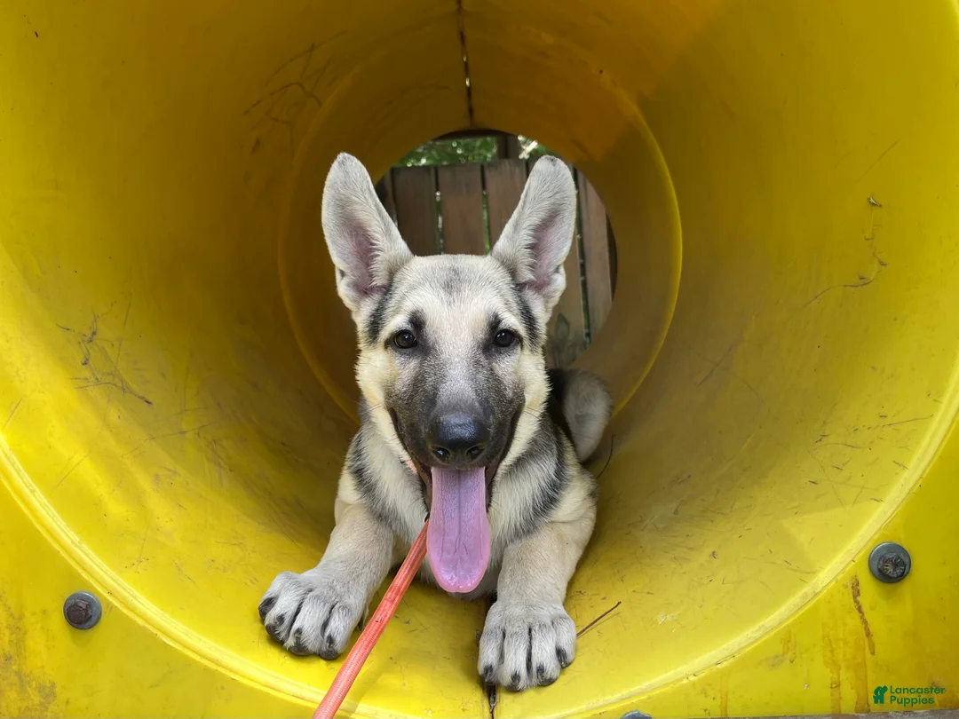 German Shepherd dogs for sale: Daisy - Ad 2