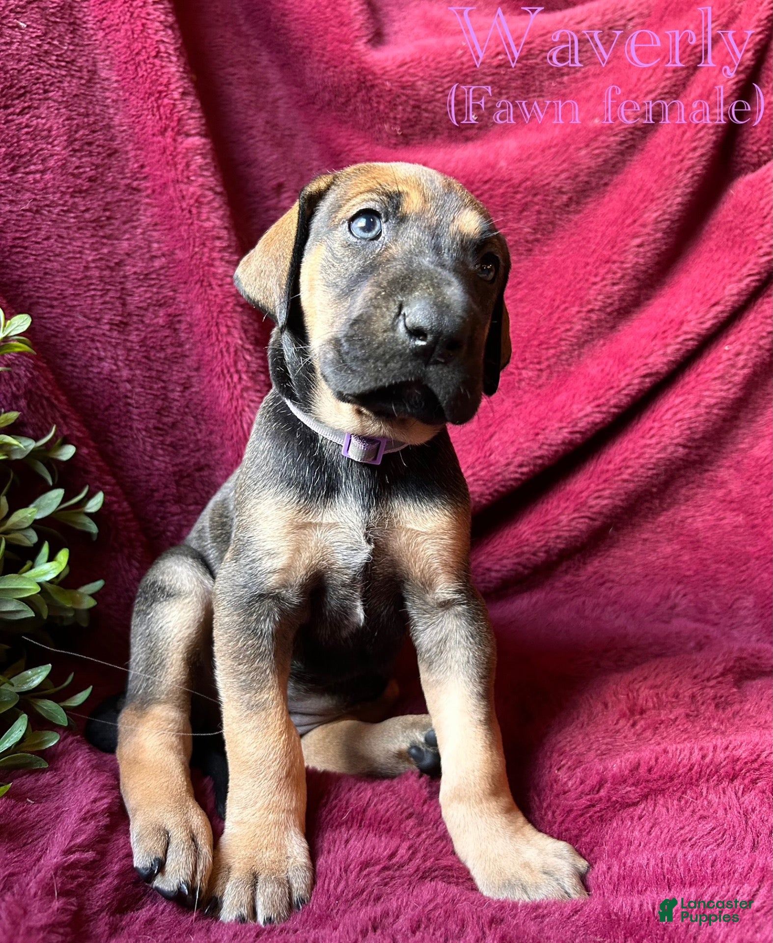 Great Dane dogs Waverly - Ad 41