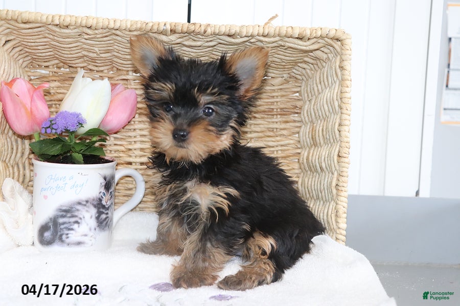 Yorkshire Terrier dogs Captain TEACUP - Ad 2
