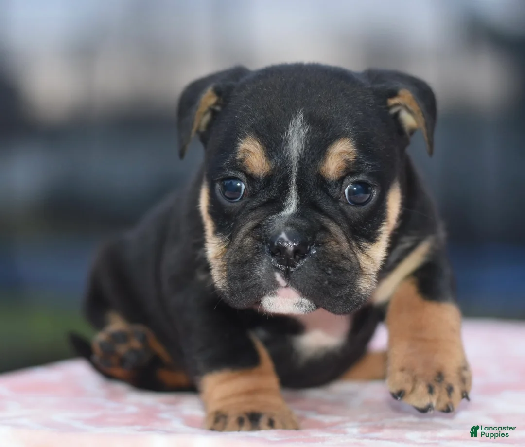 Mixed Breed dogs for sale: Savana tiny puppy - Ad 2