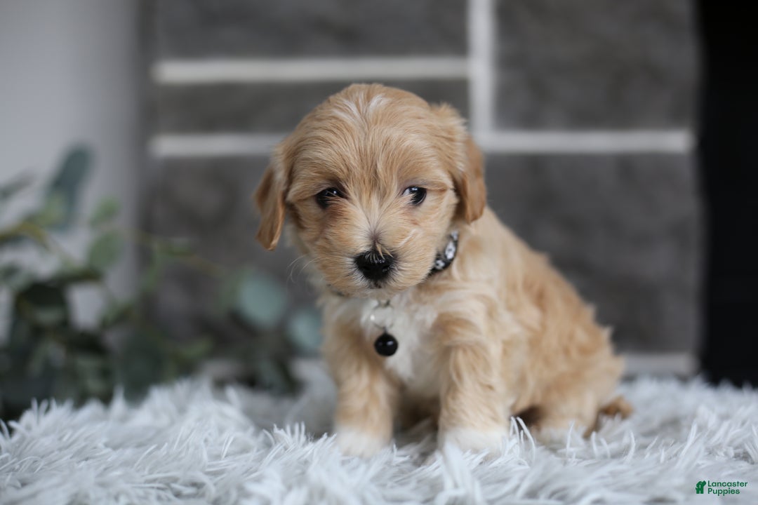 Maltipoo dogs for sale: Milo - Ad 1