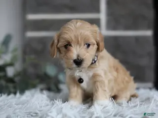 Maltipoo dogs Milo - Ad 35