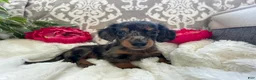 Miniature Dachshund dogs for sale: Crystal - Ad 4