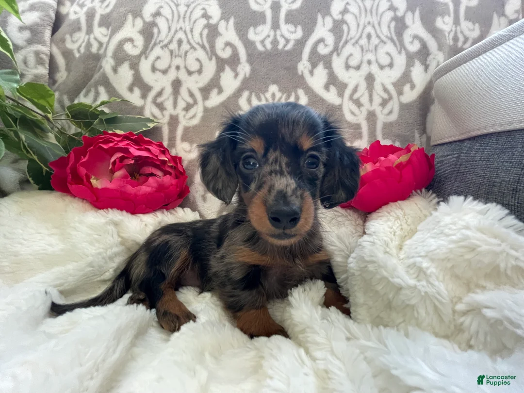 Miniature Dachshund dogs for sale: Crystal - Ad 4