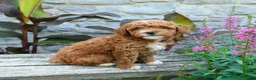 Mini Goldendoodle dogs for sale: Bonnie - Ad 3