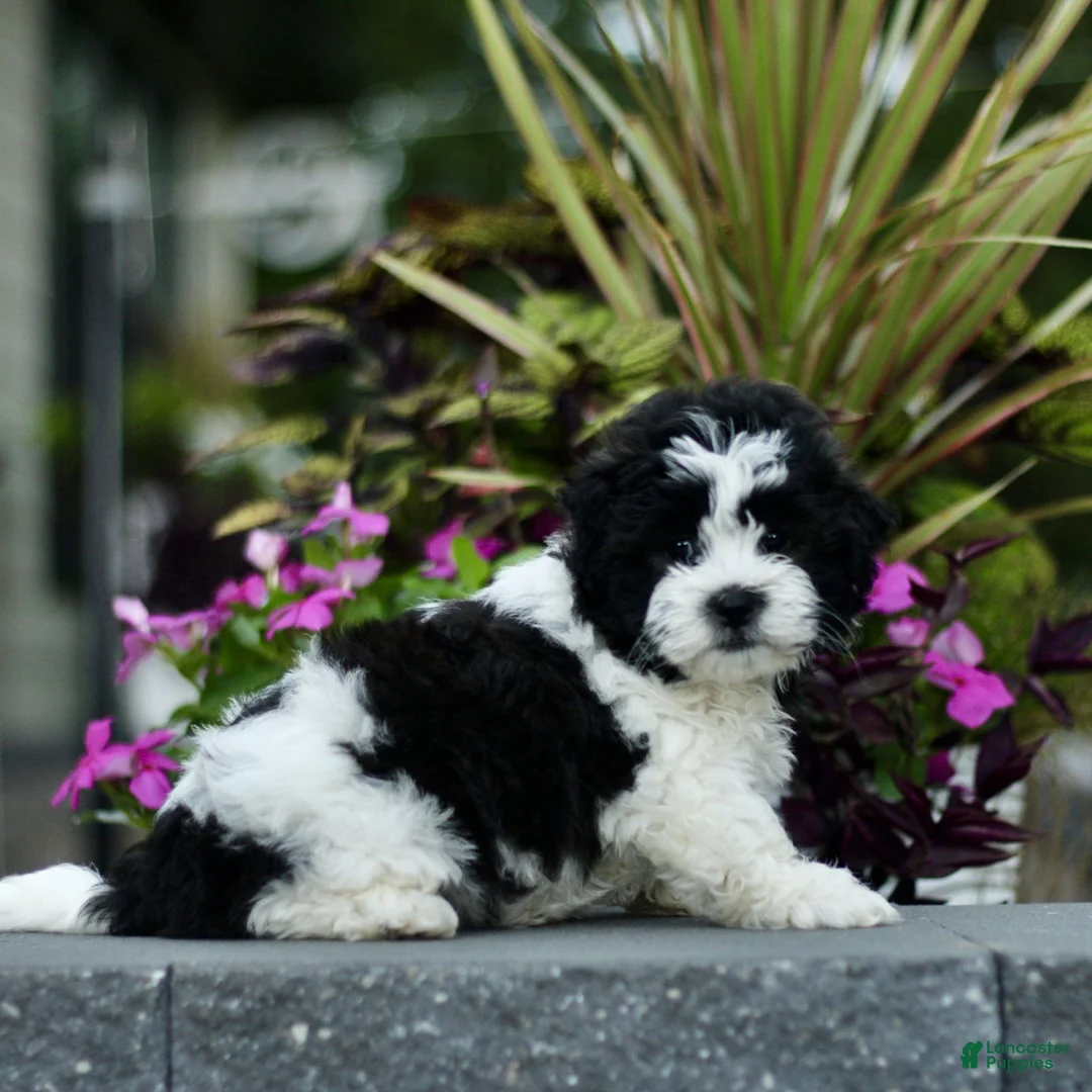 Teddy Bear dogs for sale: Sunshine  - Ad 2