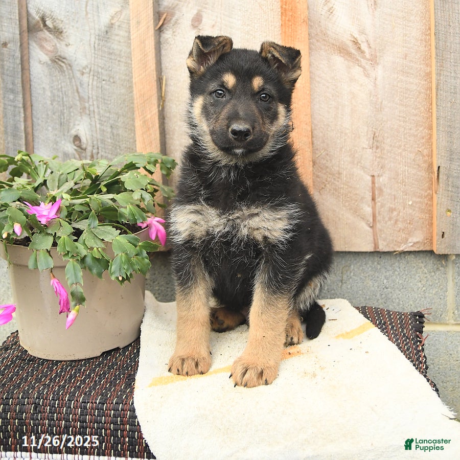 German Shepherd dogs Dasher - Ad 36