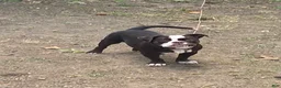 American Bully dogs for sale: American Bully 1 - Ad 3