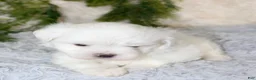 Maltese dogs for sale: Puppy 2 - Ad 4