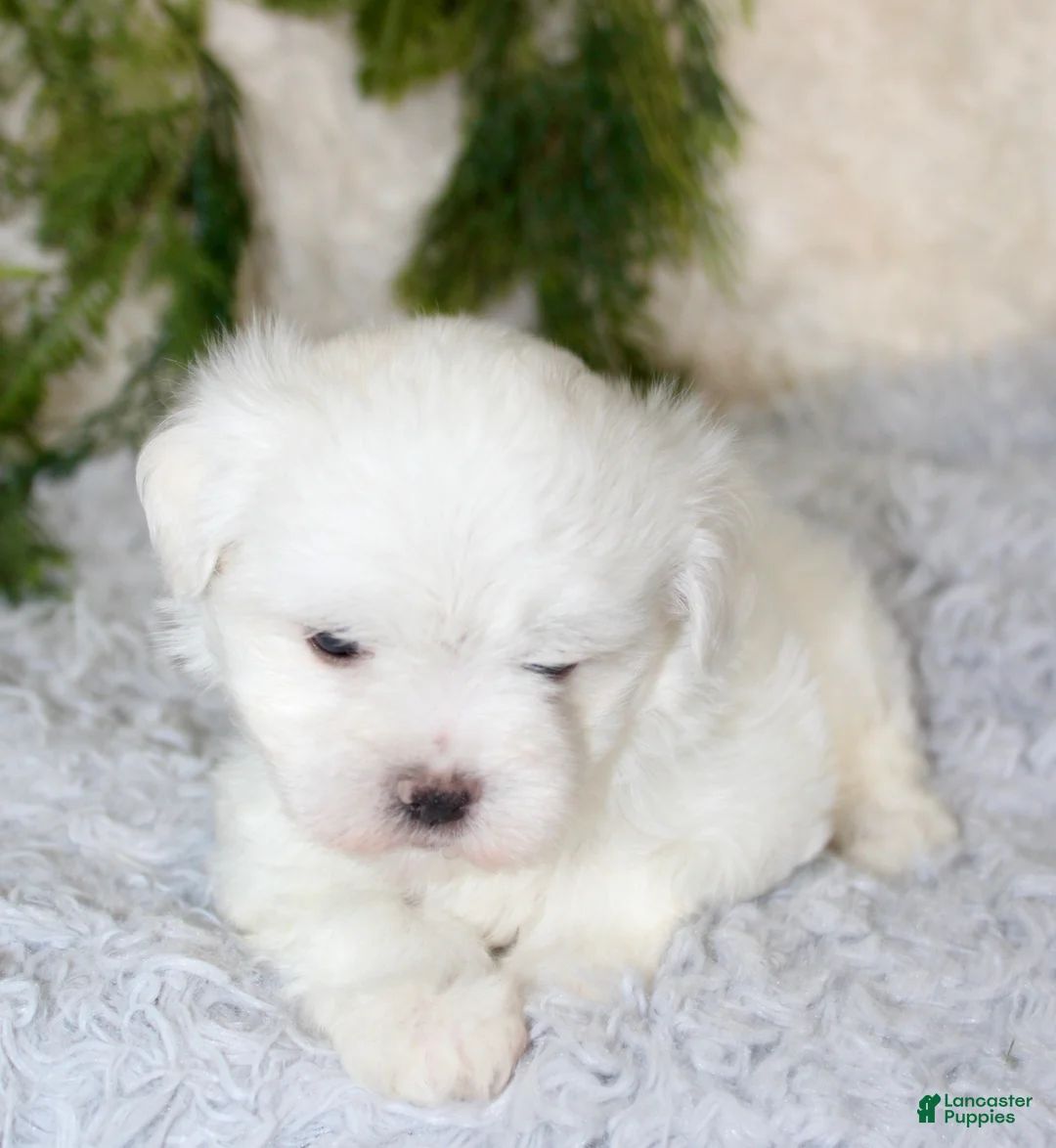 Maltese dogs for sale: Puppy 2 - Ad 4