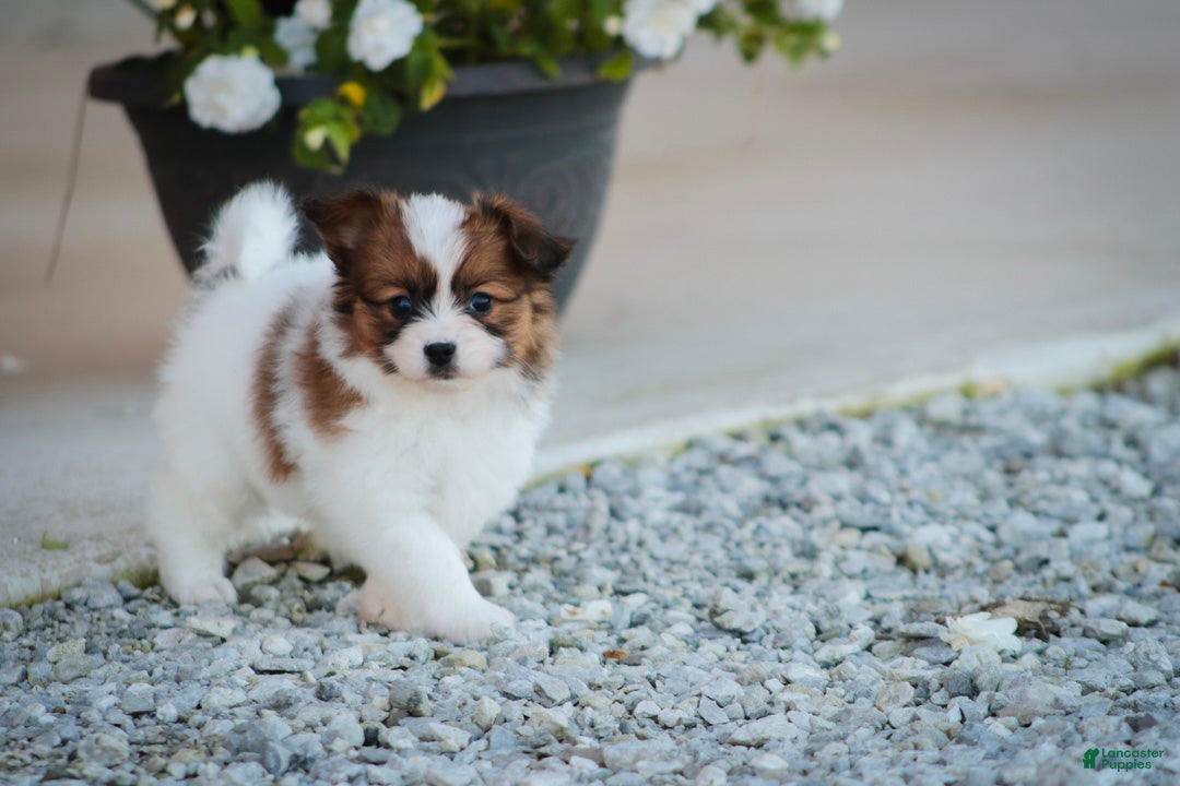 Papillon dogs Romeo Papillon  - Ad 2
