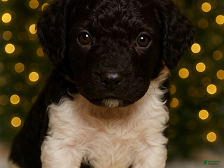 Standard Poodle dogs Standard Poodle Puppy 1 - Ad 4