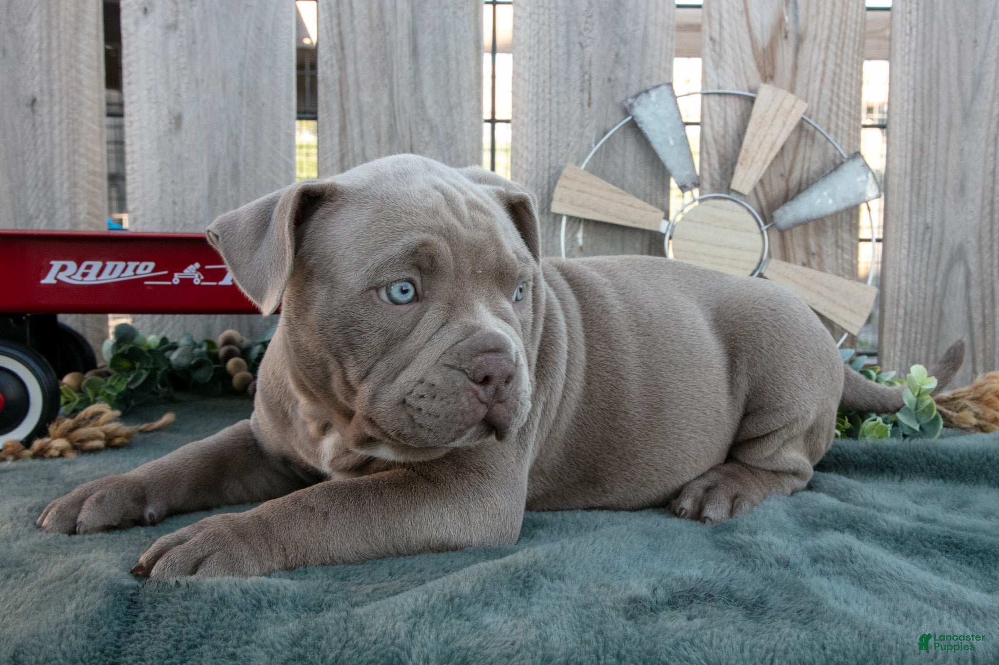 American Bully dogs Ella - Ad 2