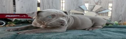 American Bully dogs for sale: Ella - Ad 2