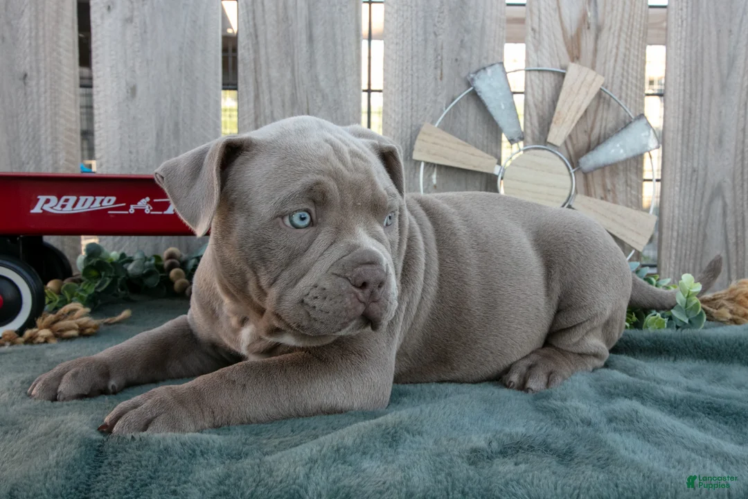 American Bully dogs for sale: Ella - Ad 2