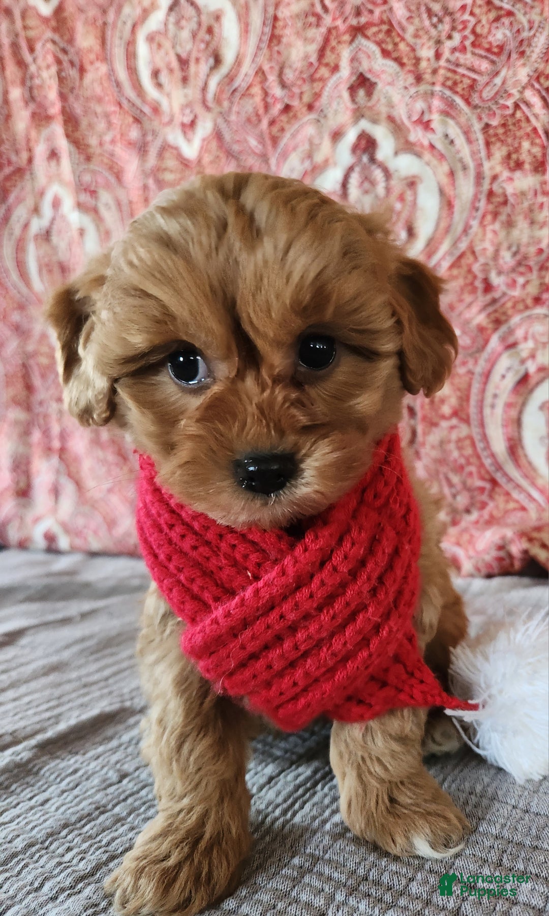 Mini Goldendoodle dogs for sale: Frances  - Ad 5