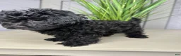 Shihpoo dogs for sale: Shihpoo 1 - Ad 7