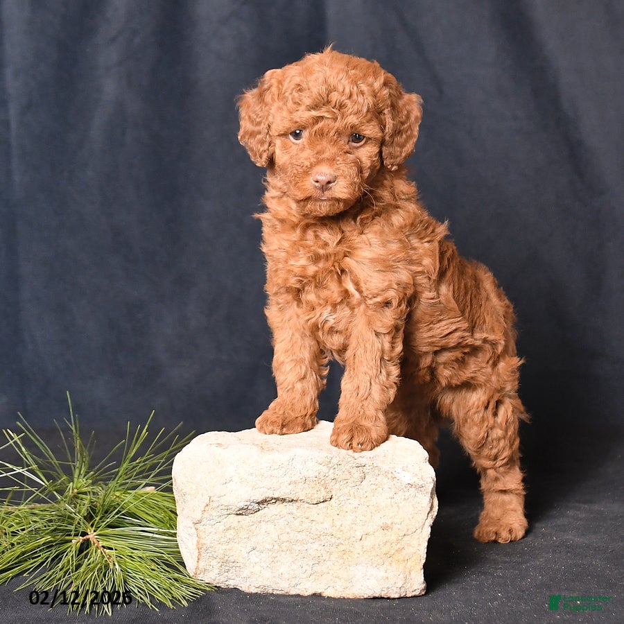 Cockapoo dogs Petals - Ad 1