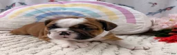 English Bulldog dogs for sale: Laina  - Ad 5