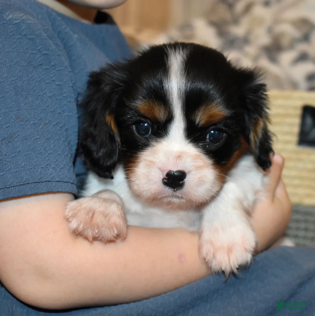Cavalier King Charles Spaniel dogs for sale: Cookie  - Ad 2