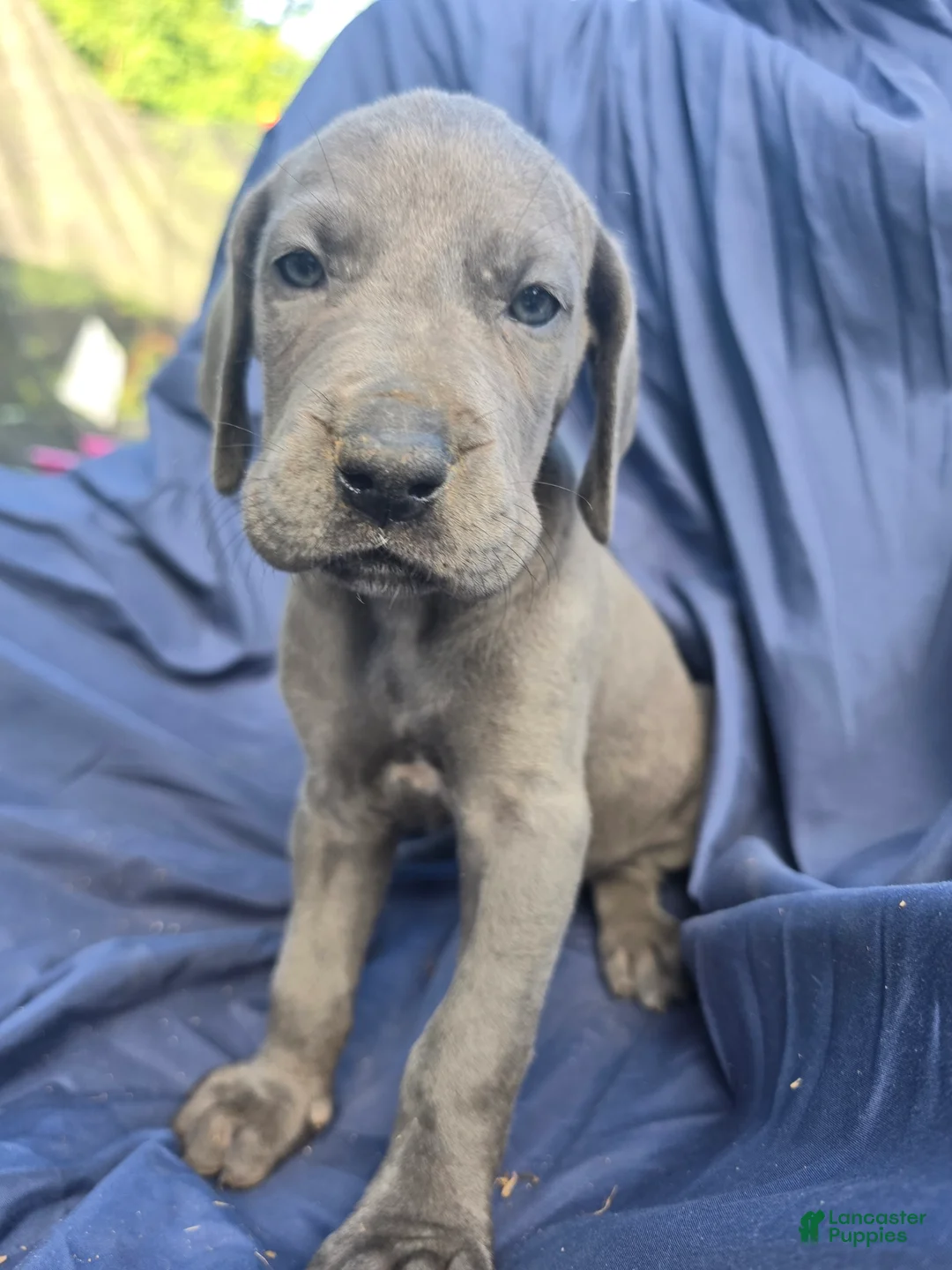 Great Dane dogs for sale: Sayuri - Ad 2