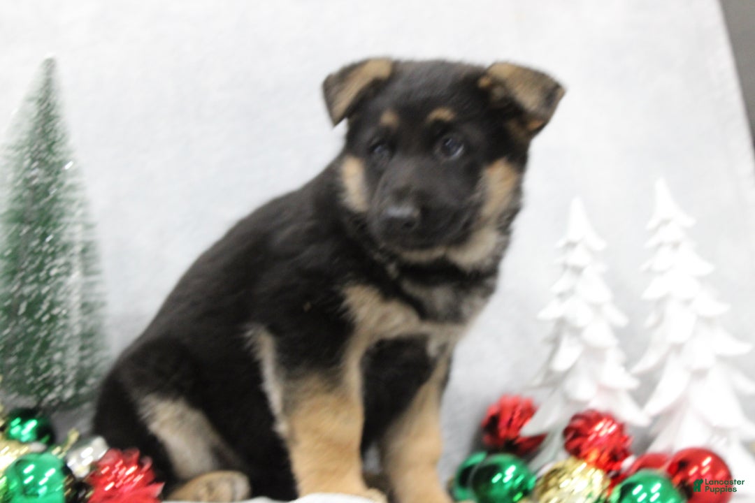 German Shepherd dogs for sale: Amber - Ad 2