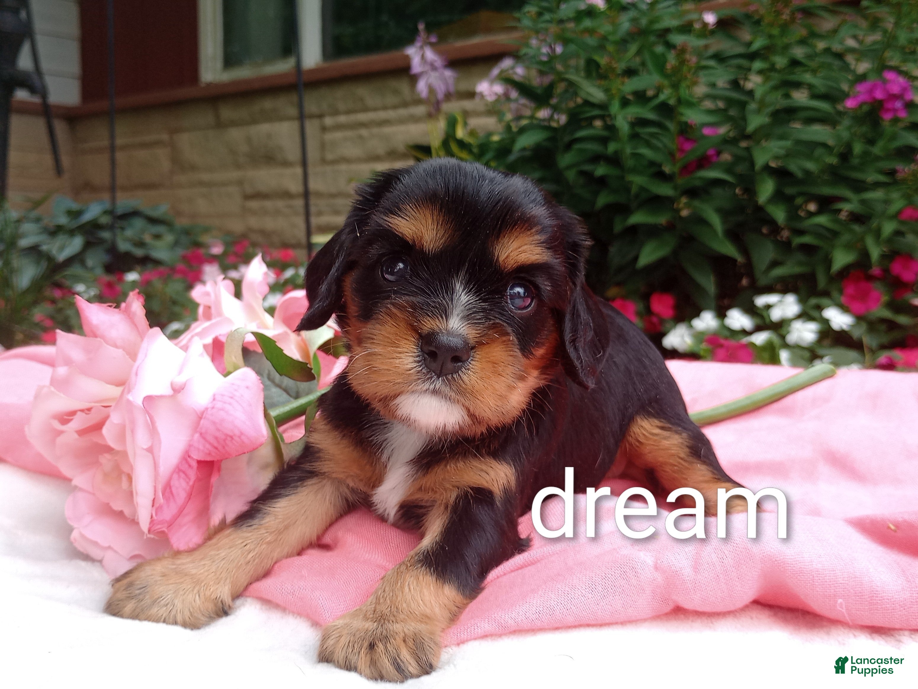 Cavalier King Charles Spaniel dogs Melody - Ad 1