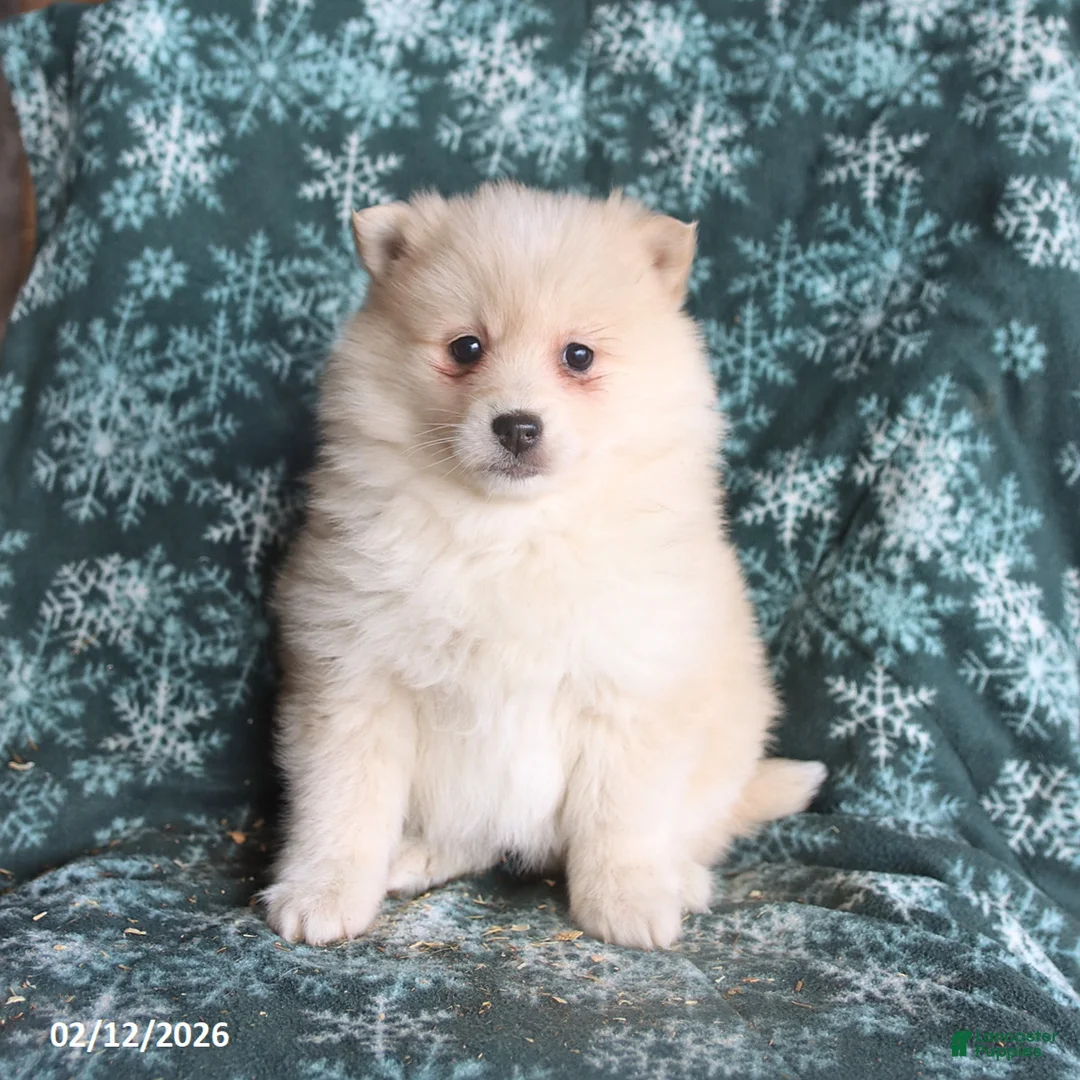 Pomsky dogs for sale: Lexi  - Ad 3