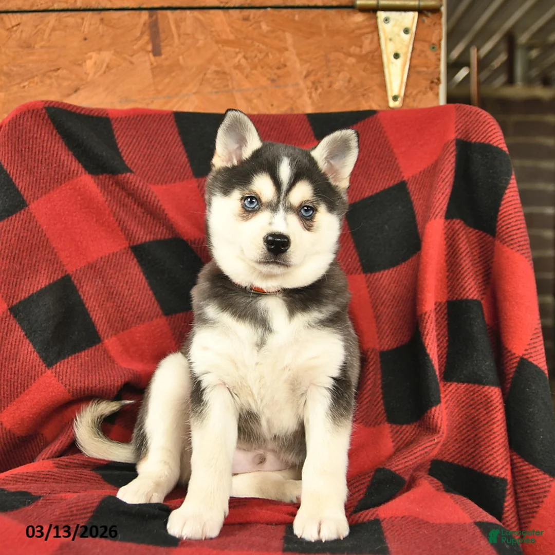 Alaskan Klee Kai dogs for sale: Raven  - Ad 2