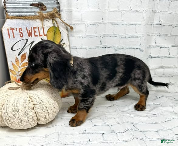 Miniature Dachshund dogs Luke - Ad 2