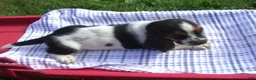 Basset Hound dogs for sale: Hector - Ad 2