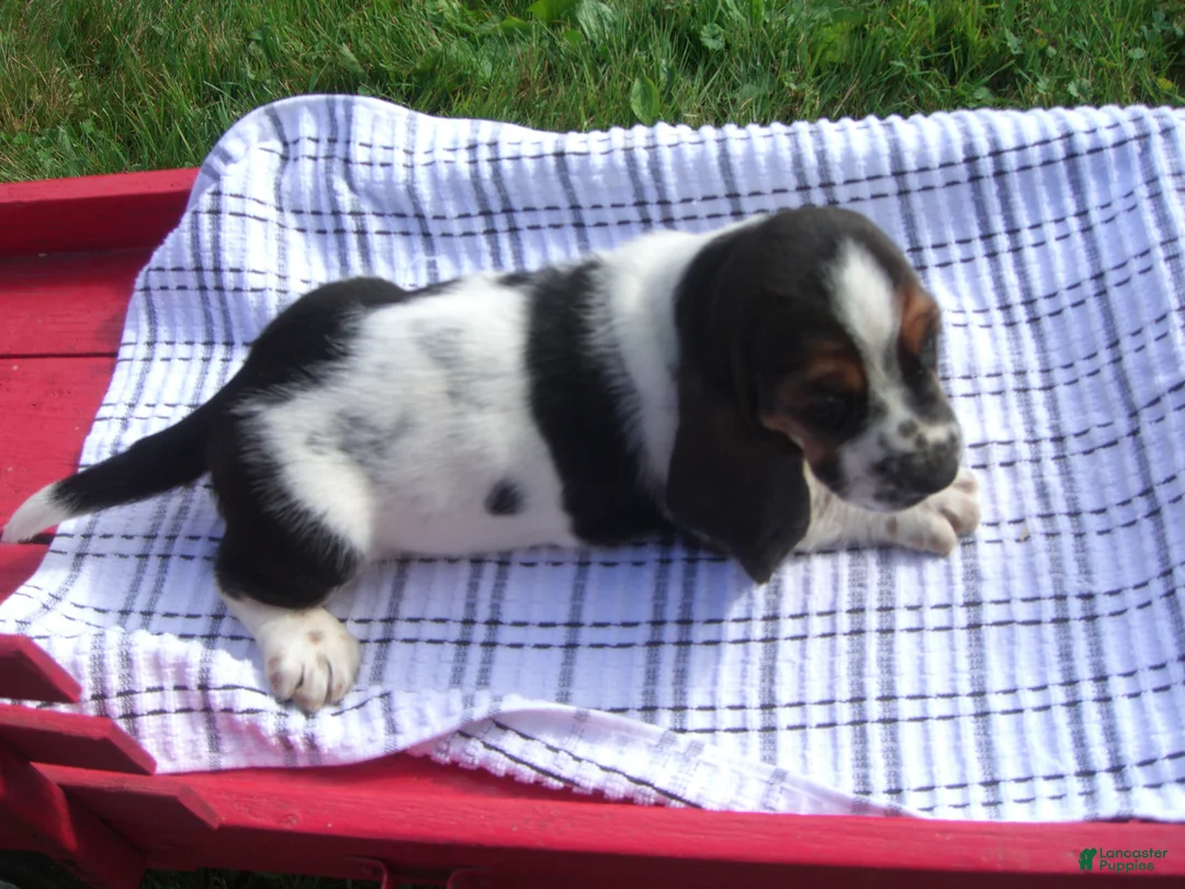 Basset Hound dogs for sale: Hector - Ad 2