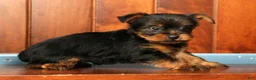 Yorkshire Terrier dogs for sale: Mitch - Ad 7