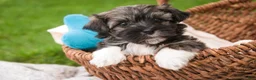 Havanese dogs for sale: Spunky - Ad 1