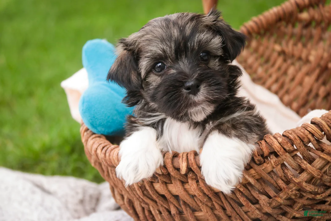 Havanese dogs for sale: Spunky - Ad 1
