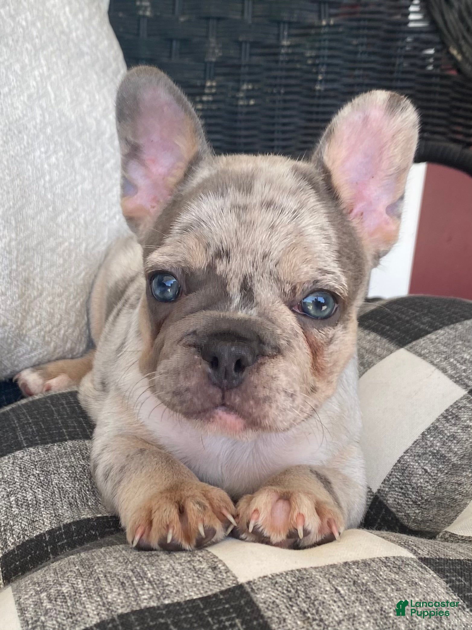 French Bulldog dogs French Bulldog 1 - Ad 2