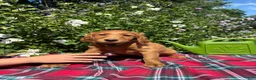 Mixed Breed dogs for sale: Lily - Irish Goldendoodle - Ad 9