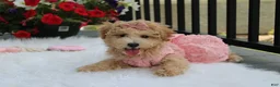 Bichpoo dogs for sale: Sadie  - Ad 5