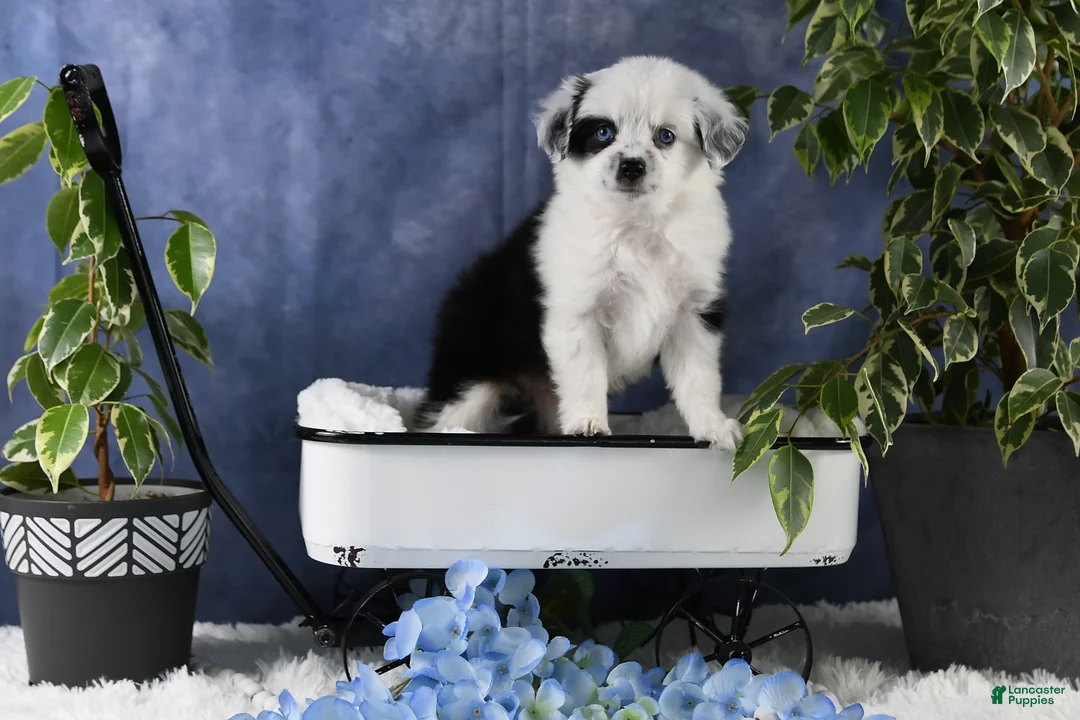 Toy Australian Shepherd dogs for sale: Brandi - Ad 13