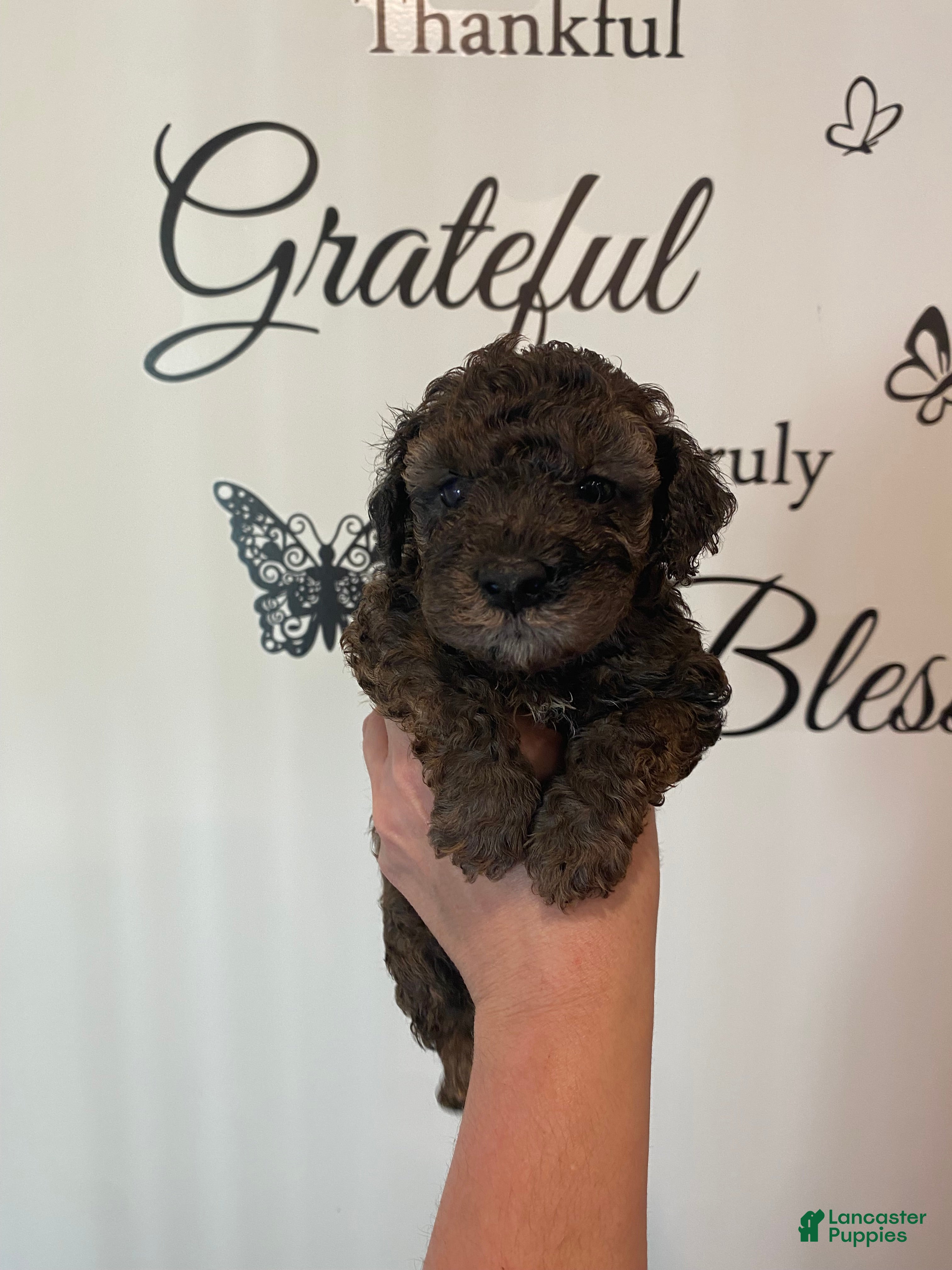 Toy Poodle dogs Boy 2 - Ad 2